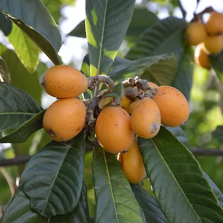 住宿加早餐酒店 伊尔特累比奥住宿加早餐旅馆 Corsanico-Bargecchia