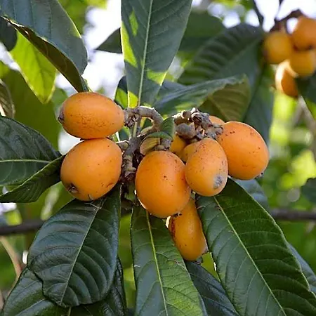 Bed and breakfast Il Trebbio 3*
