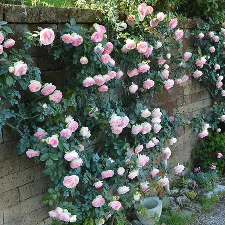 Il Trebbio Corsanico-Bargecchia