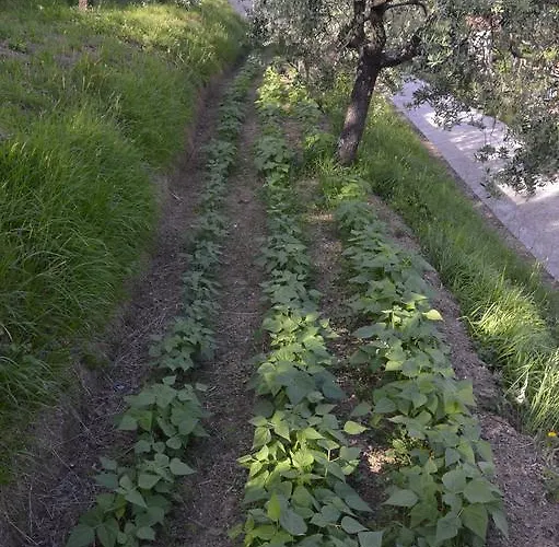 Il Trebbio Corsanico-Bargecchia